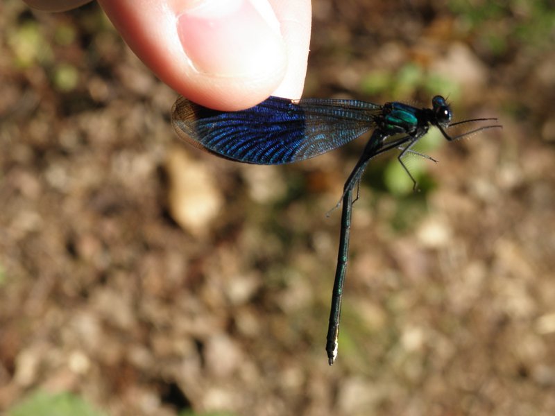 Calopteryx éclatant